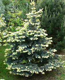     Picea pungens Bialobok